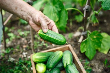 Organik bahçeden taze salatalık topluyorum. Sebze hasadı