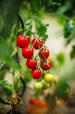 Sebze bahçesinde kiraz domates bitkisi. Organik çiftlikte olgunlaşan domateslerin yakınlaşması