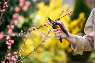 Budama makası çiçek açmış şeftali ağacı dalını kesiyor. Bahar bahçıvanlığı