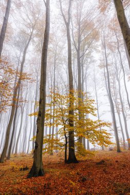 Sonbahar orman manzarasında altın yapraklı kayın ağacı sis ve sisle kaplanarak rüya gibi sonbahar atmosferi yaratıyor.