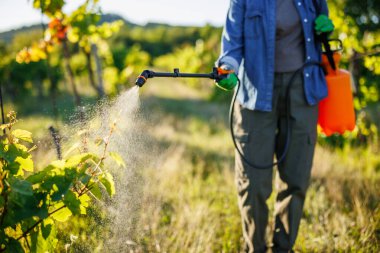 Spraying grapevine by crop sprayer during vineyard treatment. Agriculture and viticulture plant protection