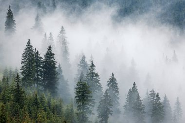 Dağlarda alçak bulutlar olan puslu ladin ormanları. Sis ile doğal arkaplan ve atmosferik hava koşulları