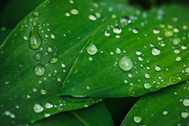 Vadi bitkisi zambağı yağmur damlalarıyla yapraklanır. Doğal soyut yeşil arkaplanı kapat