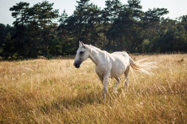 White horse on pasture and summer meadow