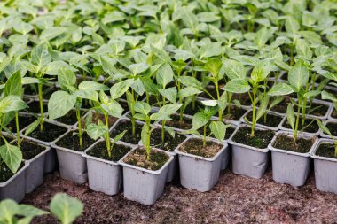 Biber tohumu. Seradaki saksıda sebze saksısı. Bitki yetiştirme yurdunda bahçe işleri.