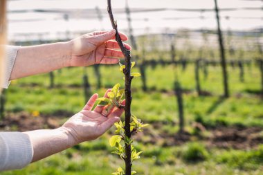 Çiftçi bahar zamanı meyve bahçesinde elma fidanını kontrol eder. Organik çiftlikteki tarım faaliyetleri
