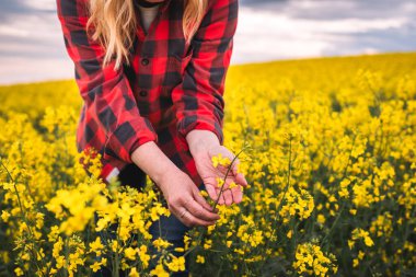 Kadın çiftçi tarlada çiçek açan kolza tohumu bitkilerini inceliyor. Kadın tarım uzmanı, yağlı tohumlu tecavüz mahsulünün büyümesini kontrol ediyor.