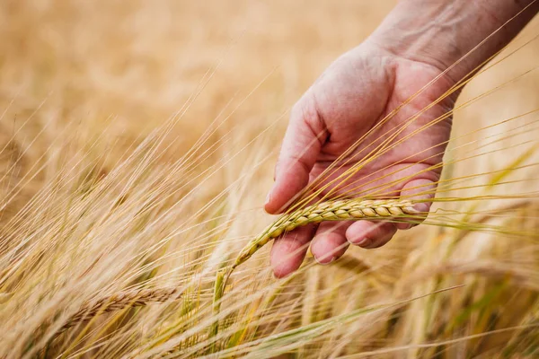 Tarımsal tarlaları denetleyen ve hasat öncesi arpa mahsulünün kalitesini kontrol eden bir çiftçi. Kadın eli olgun tahıl bitkisine dokunuyor.