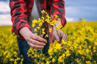 Kadın çiftçi tarlada çiçek açan kolza tohumu bitkilerini inceliyor. Kadın tarım uzmanı, yağlı tohumlu tecavüz mahsulünün büyümesini kontrol ediyor.