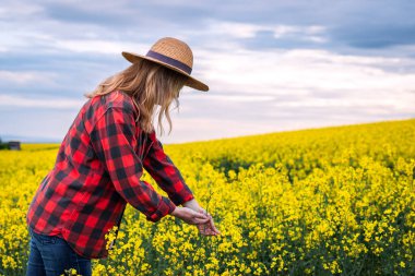 Çiftçi tarlada çiçek açan kolza tohumlarını inceliyor. Hasır şapka kontrol kalitesine sahip tarımcı kadın yağlı tohum mahsulü.
