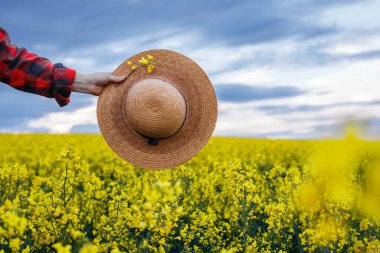 Hasır şapkalı kadın çiftçi gün batımında kolza tarlasında yürüyor. İlkbaharda kırsal alan. Çiçekli yağ tohumları.