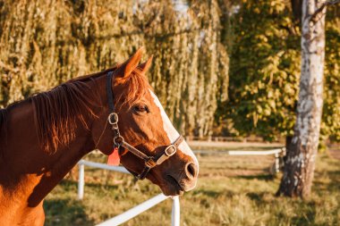 Çayırdaki kırmızı at. Safkan at kafası portresi. Hayvan çiftliği