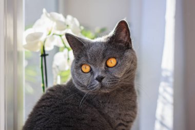 Şirin İngiliz kısa hava kedisi. Evcil hayvan.