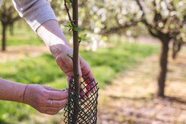 Çiftçi meyve bahçesindeki meyve fidanlarına koruyucu ağ örüyor. Baharda bahçe ve tarım faaliyetleri. Organik çiftlikteki erik ağacı