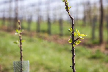 İlkbaharda meyve bahçesinde elma ağacı fidanı. Organik tarım