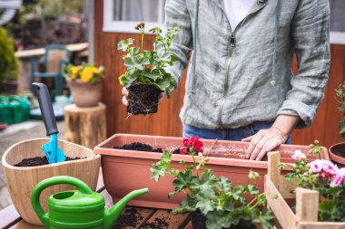 Baharda kadın bahçesinde. Pencere kutusuna sardunya tohumu ekmek ve masanın üzerine saksı koymak.