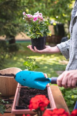 Elinde sardunya bitkisi ve kürek tutan bir kadın. Baharda bahçe işleri. Bahçeye pembe pelargonyum çiçekleri ekiyorum.