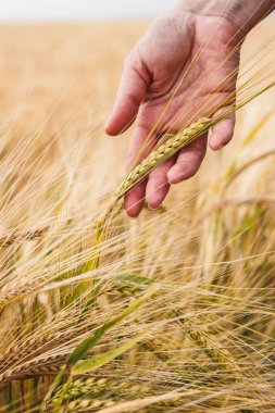 Tarımsal tarlaları denetleyen ve hasat öncesi arpa mahsulünün kalitesini kontrol eden bir çiftçi. Kadın eli olgun tahıl bitkisine dokunuyor.