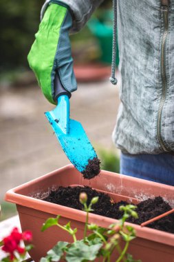 Kürekle saksıya toprak ya da gübre koymak. Çiçek eken eldivenli bir kadın. Baharda bahçe işleri.
