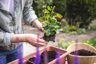 Elinde sardunya tohumu tutan kadın. Baharda bahçıvanlık. Bahçedeki pencere kutusuna pelargonium çiçeği ekiyorum.