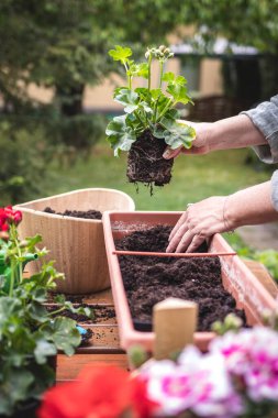 Bahçedeki pencere kutusuna pelargonyum çiçeği ekiyorum. Elinde çiçek tohumu tutan kadın. Baharda bahçe işleri.
