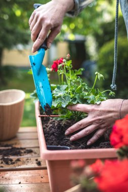 Kürekli kadın saksıya toprak koyuyor. Baharda bahçe işleri. Bahçedeki pencere kutusuna sardunya çiçekleri ekiyorum.