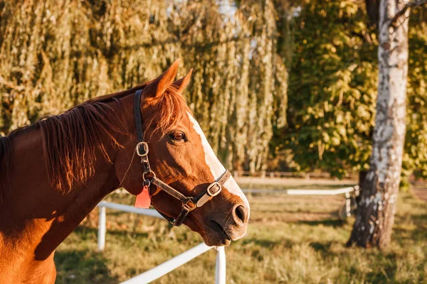 Çayırdaki kırmızı at. Safkan at kafası portresi. Hayvan çiftliği