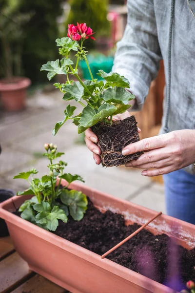 Elinde sardunya tohumu tutan kadın. Baharda bahçıvanlık. Bahçedeki pencere kutusuna pelargonium çiçeği ekiyorum.