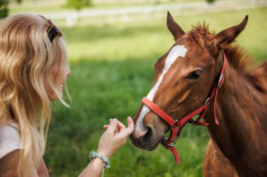 Çayırda tay okşayan bir kadın. Çiftlikteki safkan at