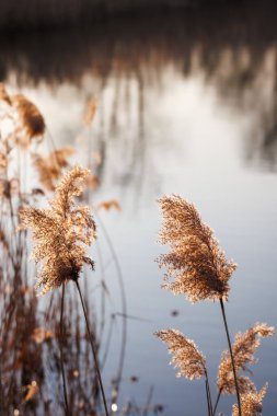 Göldeki otlar. Doğadaki sükunet. Mavi su yüzeyinde yansıma