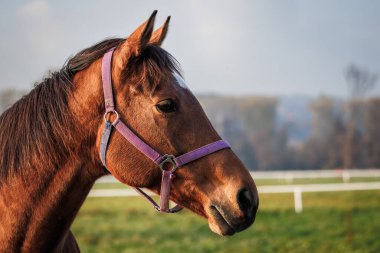 Hayvan çiftliğindeki otlaktaki safkan atın portresi.