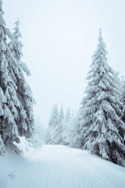Kış ormanındaki patika. Kar, ladin ağaçlarını sisle kapladı. Dağlarda soğuk hava