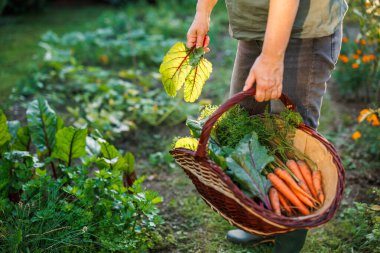 Kadın çiftçi organik sebze bahçesinden insan altın yaprakları ve havuç topluyor.