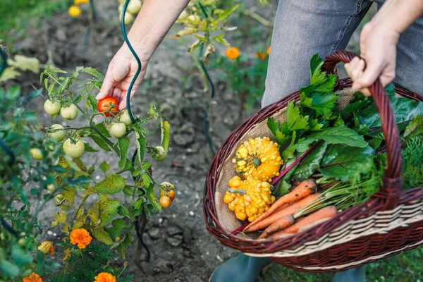 Çiftçi bahçede domates topluyor. Organik çiftlikte sebze hasadı sepeti.