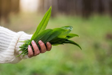 Kadın elinde yabani sarımsak (allium ursinum). Elinde bitkisel Ramson yaprakları olan bir kadın ormanda...