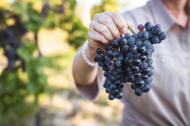 Üzüm bağında kırmızı üzüm tutan kadın. Grapevine sonbahar hasadı için hazır. Şaraphane tarım kavramı