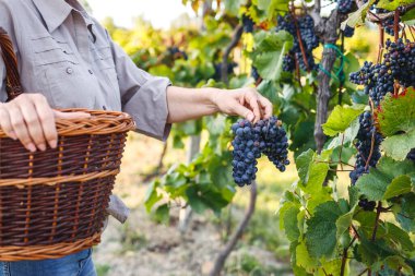Üzüm bağından üzüm toplayan bir kadın. Kırmızı üzüm hasadı. Şaraphanede çalışan kadın şarap tüccarı.
