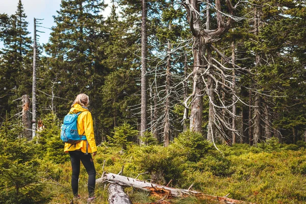 Ormanda duran bir kadın yürüyüşçü. Ormanda yaban mersini çalılarıyla tek başına yürüyüş yapan bir turist. Spor etkin yaşam tarzı