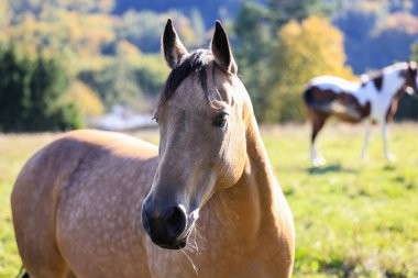 Palomino atı ve çiftlikteki çayır boyası. Hayvan kafası portresi