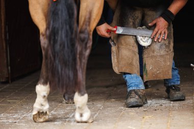 Farrier, yeni at nalı takmadan önce bir at toynağını törpülüyor ve törpülüyor. Demirci ahırda çalışıyor.