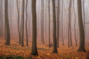 Sis içindeki kayın ağaçları. Sonbahar ormanı. Sonbahar mevsiminde sisli ormanlık alanda sabah havası