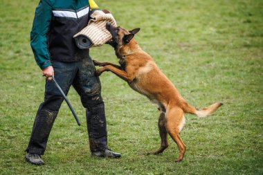 Belçika Malinois köpeği ısırık koruma eğitimi alıyor ve polis köpek bakıcısıyla savunma yapıyor.