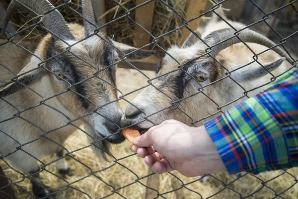 bir büyük kuş kafesi iki keçi besleme