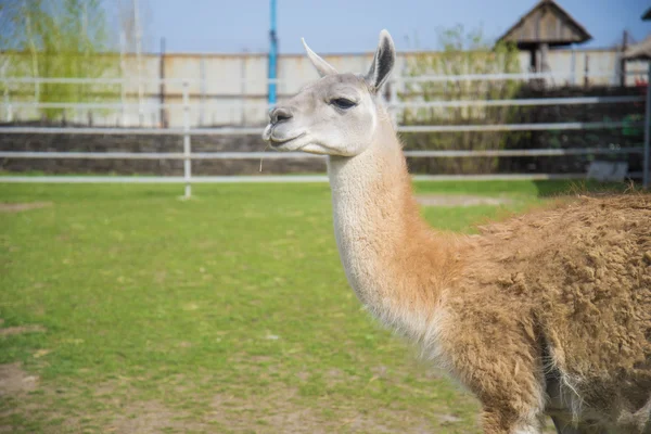 Lama en un aviario — Foto de Stock