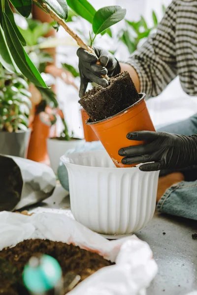 Frau Verpflanzt Blumen Größeren Töpfen Hause Kopierraum — Stockfoto