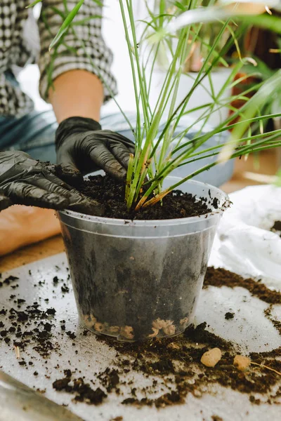 Frau Verpflanzt Blumen Größeren Töpfen Hause Kopierraum — Stockfoto