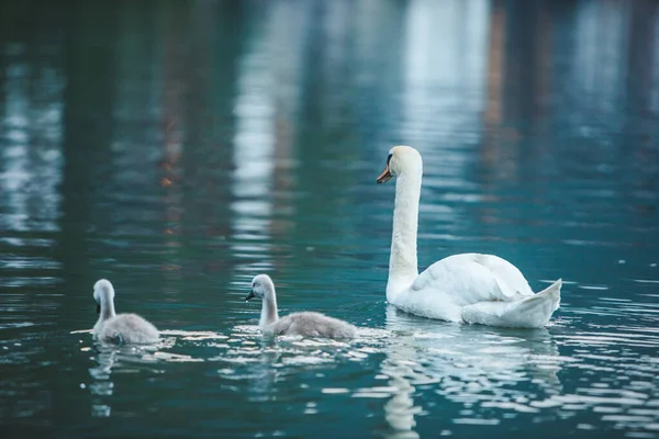 Familia Cisnes Agua Del Lago Cerca Cuidado Del Amor — Foto de Stock