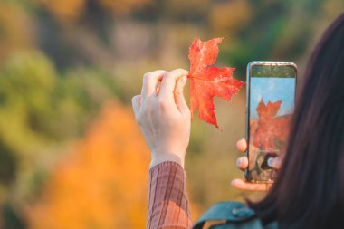 Kadın elindeki akçaağaç yaprağının fotoğrafını çekiyor.