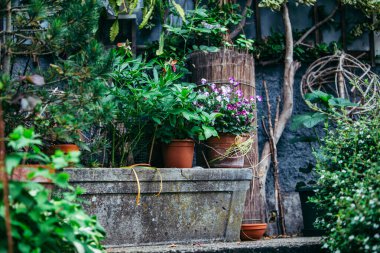Arka bahçedeki saksılarda çiçekler açan mevsim