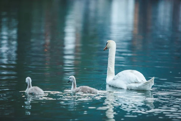 Schwanenfamilie Seewasser Hautnah — Stockfoto